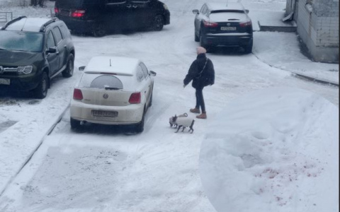 Отрава разбросана на снегу: где в Ярославле нельзя гулять с собаками