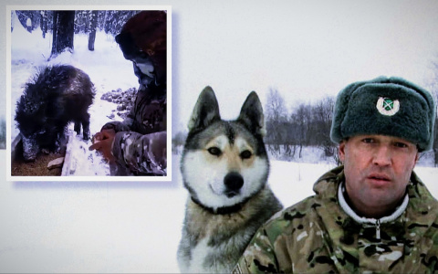 «Машенька признает только меня»: как ярославец стал осиротевшим кабанятам второй матерью