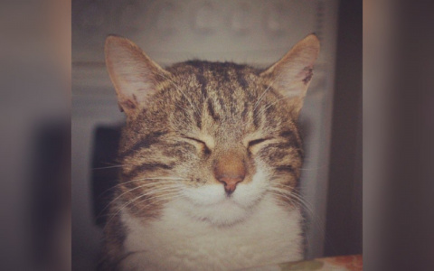 Пушистое счастье: ярославцы больше любят кошек, чем собак