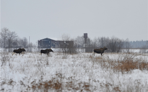 Дикие звери грозят ярославцам смертью: что случилось
