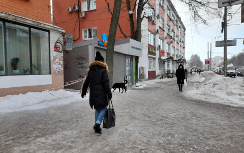 Вспышка бешенства домашних животных началась в Ярославле: кого бояться