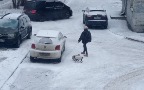 Ярославцы обратились к Путину из-за кучек: где запрещено гулять с собаками