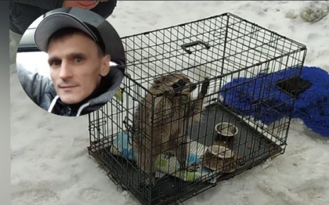 "Спасатели отказались": в Ярославле сбежавший енот, застрявший на дереве, покусал своего спасителя