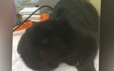 «Кота избили и расстреляли из пневматики»: ярославцы рассказывают о живодерах, орудующих в городе