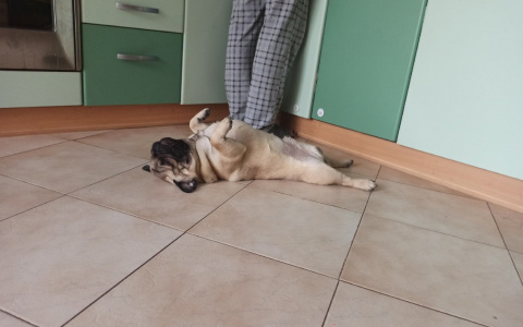 К чему привели опыты с вакциной от ковида для животных