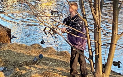 "У утки оторвана лапа": в Ярославле живодер ловит прикормленных птиц сачком