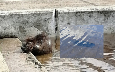 Труп поселившегося на Речном вокзале бобра нашли на затопленной набережной. Видео