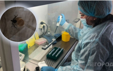 В Ярославле сняли первого клеща, зараженного энцефалитом