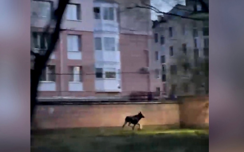 "Они уже как свои тут": в Ярославле заметили свободно гуляющего лося. Видео