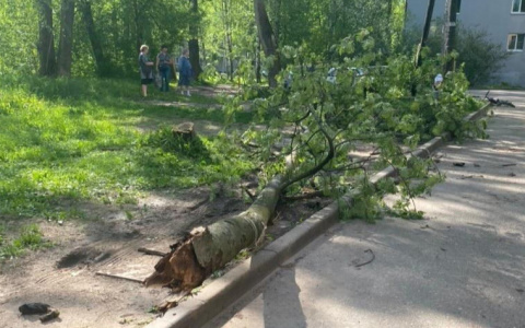 "Из головы хлещет кровь": в Ярославле 13-метровое дерево рухнуло на женщину