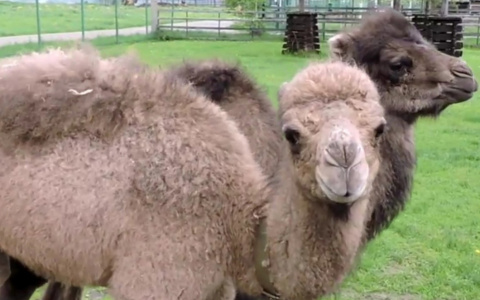 В зоопарке матери-верблюды бросили новорожденных верблюжат