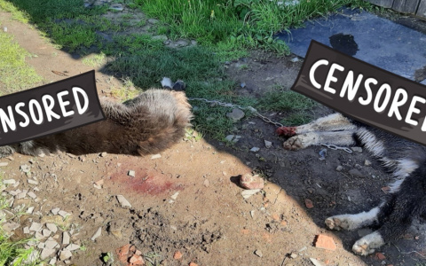 «Расстреляли у дома»: под Ярославлем жестоко расправились с собаками