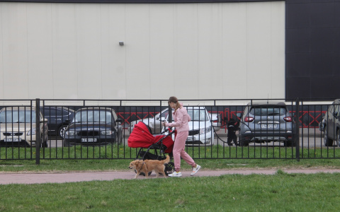 Бездомных псов увезут в Подмосковье: под Ярославлем начался отлов уличных собак