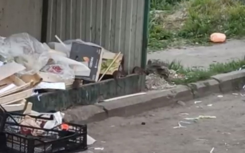 «От чумы скоро прививаться будем»: ярославцы в ужасе от заполонивших город крыс. Видео