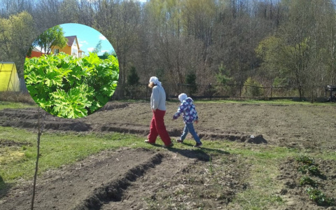 «Деньги выделены, борьба не началась»: ярославцы в ужасе от разросшегося в городе борщевика