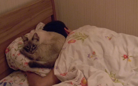 Кошкотерапия: как домашний питомец может вас лечить