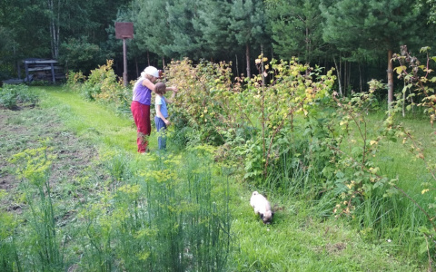 Штраф в 10 тысяч: за что дачники могут поплатиться деньгами