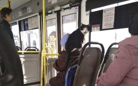 «Котенка не существовало»: ярославна купила вымышленное животное