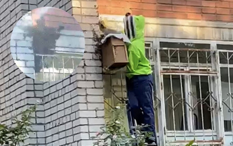 «Жужжащую массу счищали в короб»: в Ярославле рой пчел атаковал многоэтажку. Видео