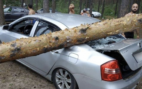 Дерево рухнуло на авто с людьми на Прусовских карьерах в Ярославле. Видео