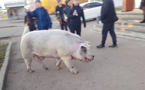 Уничтожают свинину: африканская чума расползается по Ярославлю