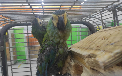 В Ярославль привезли диких животных и птиц