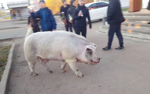 "Приехали за 2-месячным поросенком": как в Ярославле бьются с африканской чумой