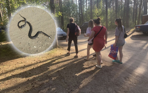 "Ползут из лесов из-за жары": змеи атаковали ярославцев