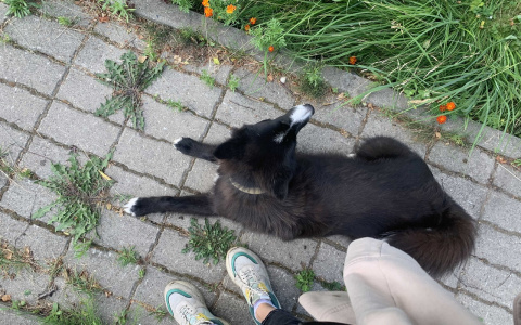 «Громко лают и воют»: под Ярославлем закрыли питомник для собак