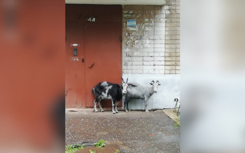 "Если что, могу взять на передержку": в Брагино разгуливают козы