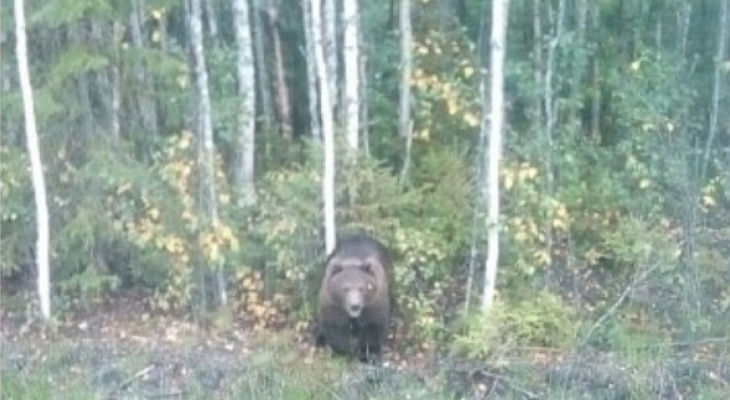 В Рыбинске к людям вышел дикий медведь: фото
