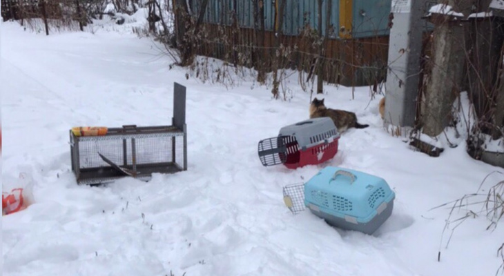 Мутировавший белый кот из деревни карликово. Мотособака из мотоблока. Снегоход из мотокультиватора.