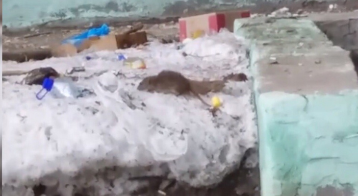 Гигантские крысы атаковали жителей многоэтажки: видео из Ярославля
