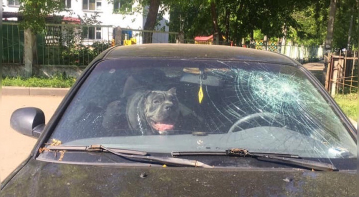 Сутки без еды и воды: хозяева бросили собаку в запертом авто в Ярославле