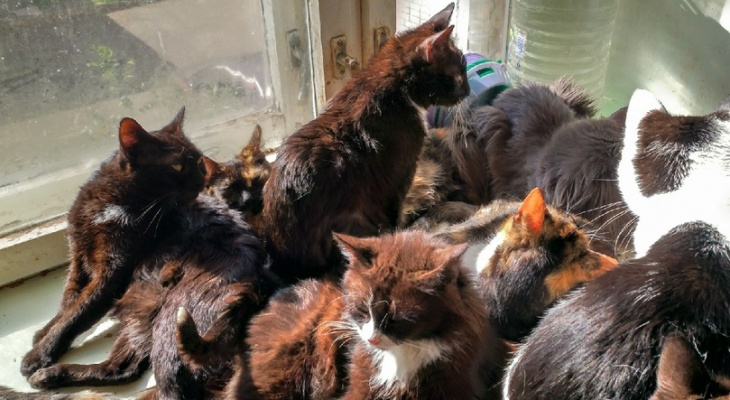 Два лотка на 50 питомцев: квартиру, кишащую кошками, нашли в Ярославле