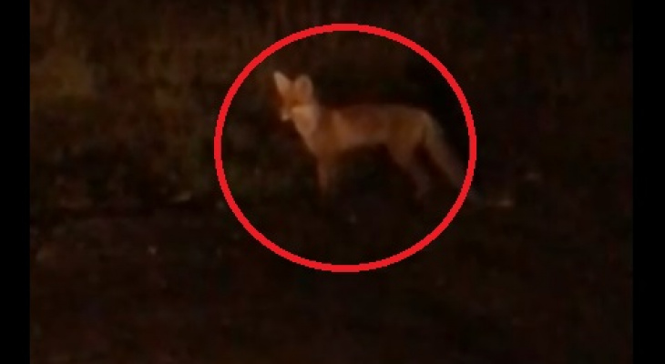 От голода кидаются под авто: Рыбинск атакуют дикие лисы