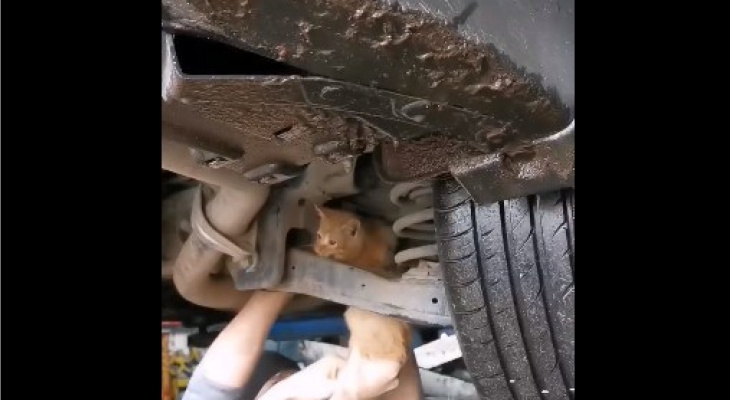 Услышал писк из-под капота: котенка достали из двигателя машины в Ярославле. Видео
