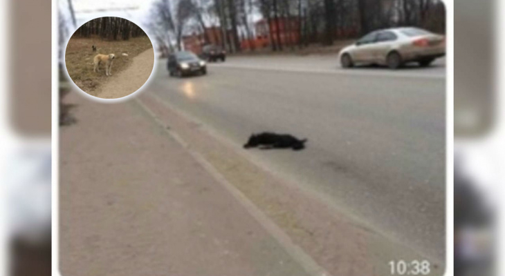 Охраняет мертвую подругу: ярославцы просят спасти Хатико на Тутаевском шоссе