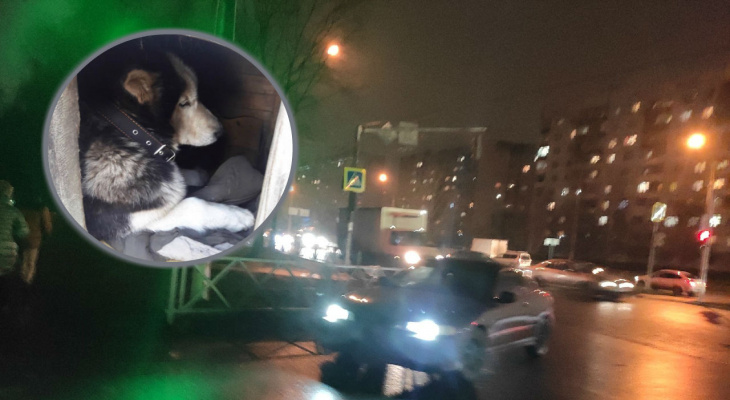 Стрелял в шею и душил: садиста-живодера ищут хозяева покалеченного пса в Ярославле