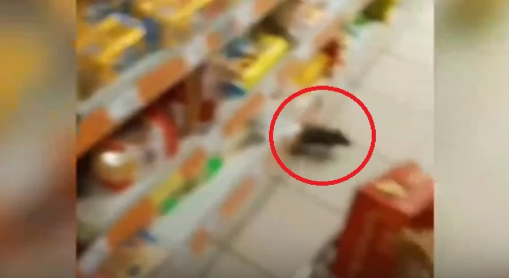 «Шныряют около детей»: крысы кошмарят людей в продуктовых магазинах Ярославля
