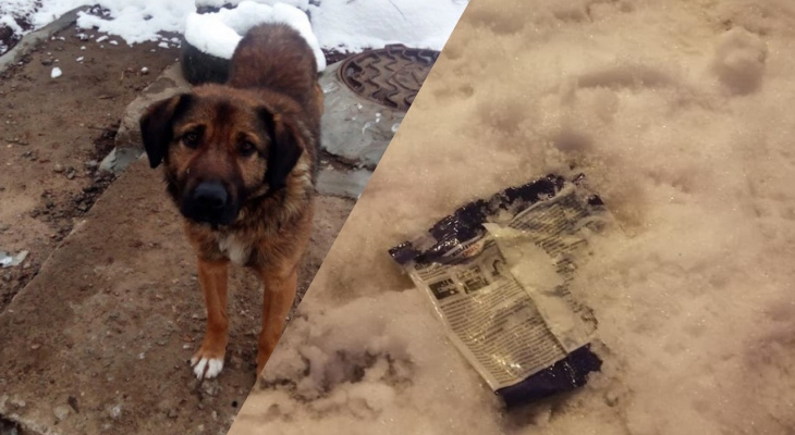 Догхантеры травят собак ядом: где в Ярославле рассыпана отрава