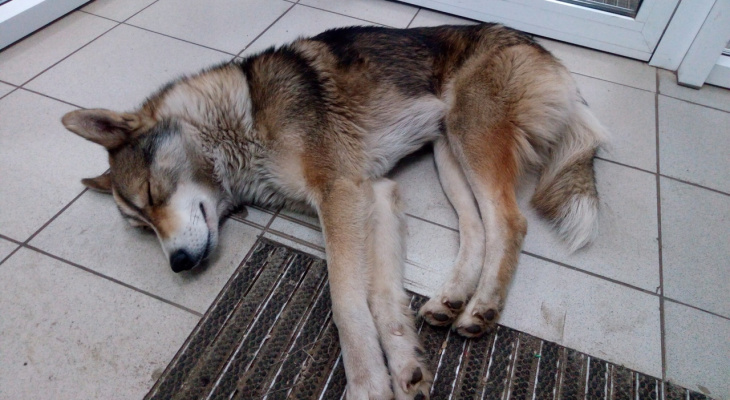 Выпотрошены и обезглавлены: в Ярославле ищут маньяка, жестоко убивающего собак
