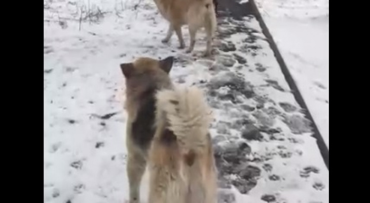 За Волгой заметили стаи диких собак, бросающихся на людей. Видео