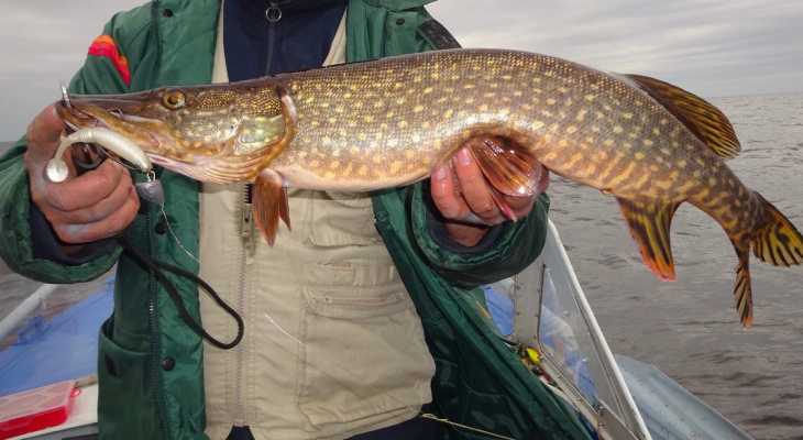 Метровые щуки и гигантские караси: ярославские рыбаки раскрыли секреты хорошего улова