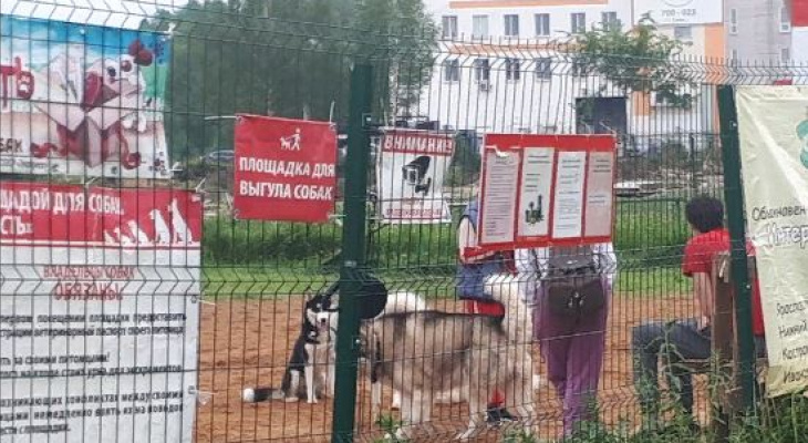 Депутаты хотят заставить россиян регистрировать собак