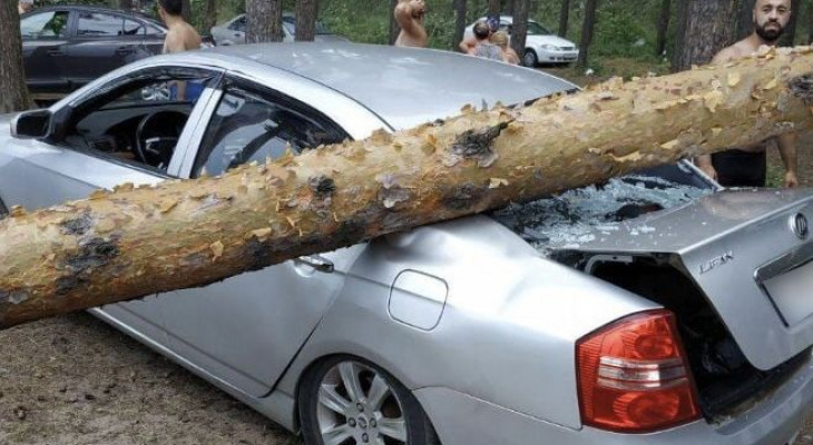 Дерево рухнуло на авто с людьми на Прусовских карьерах в Ярославле. Видео