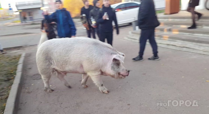 Уничтожают свинину: африканская чума расползается по Ярославлю