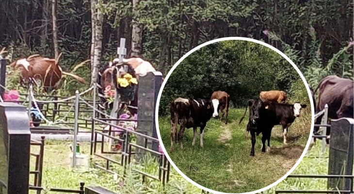 «Люди травятся»: жители Ярославской области жалуются на пасущихся на кладбище коров