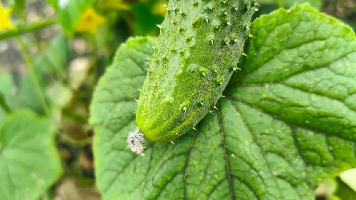 Сосед обалдел, когда увидел мои огурцы: прошлым летом вымахали под 60 см — теперь весь поселок сажает их