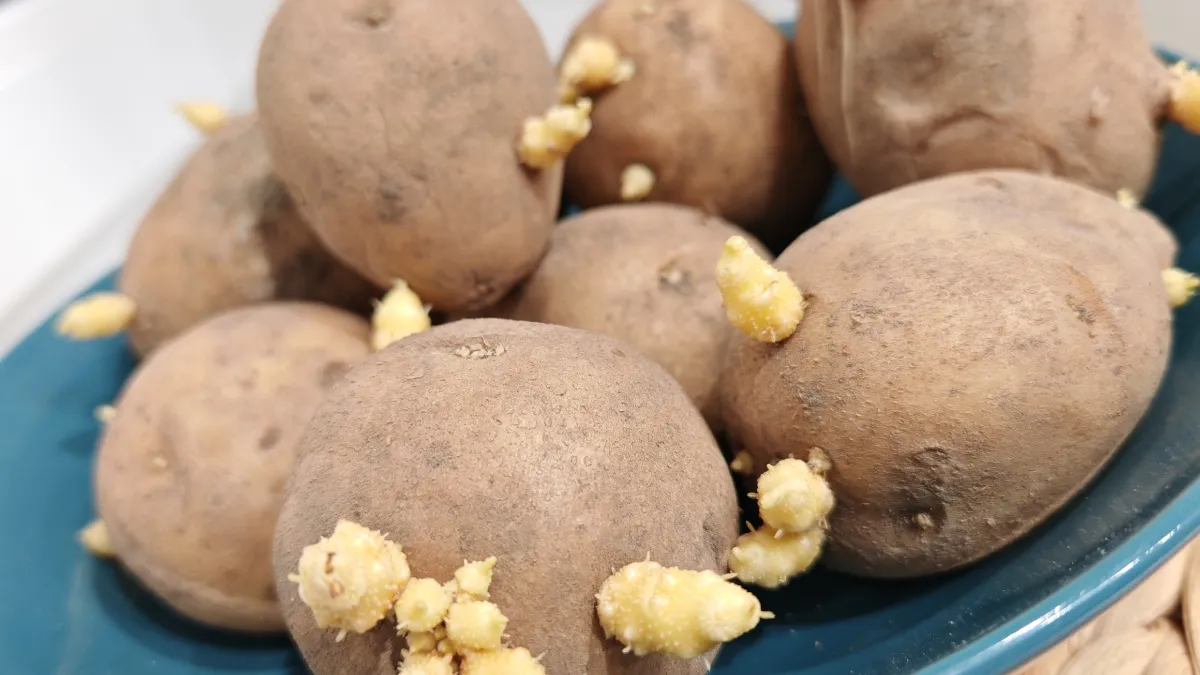 Увидел ценник на Эпин и полез в погреб: картофельные ростки заменили дорогой стимулятор — рассада крепнет за 10 дней